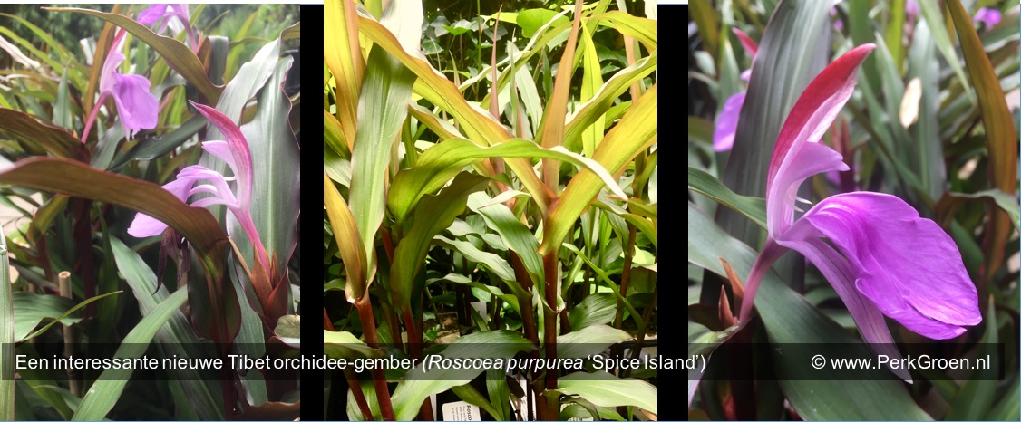 Een interessante nieuwe Tibet orchidee-gember Roscoea purpurea Spice Island